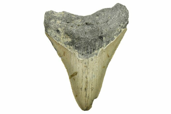 Serrated, Fossil Megalodon Tooth - North Carolina #294485